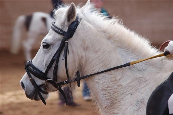 Welsh Pony (sec B) Pingo>R.I.P<savner dig † - Pingo i fuld sving med at ride dressurstævne.  foto:kan ikke huske billede 8