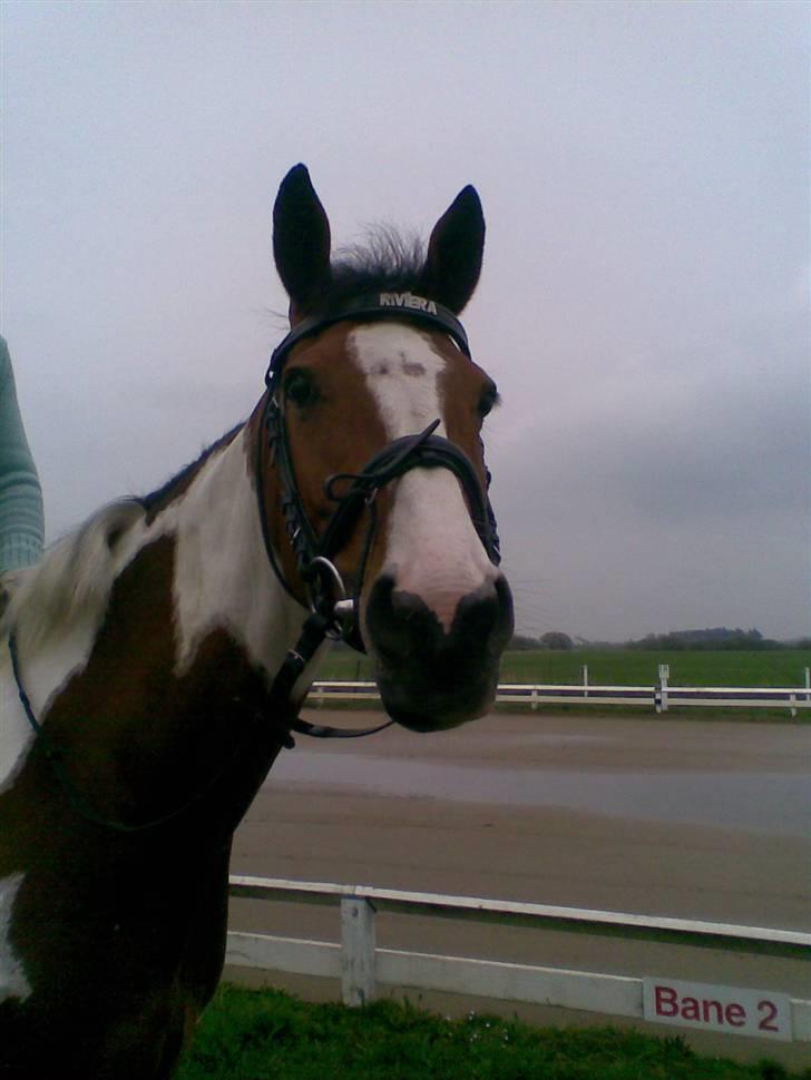 Hollandsk Varmblod Riviera AFLIVET :'( billede 12