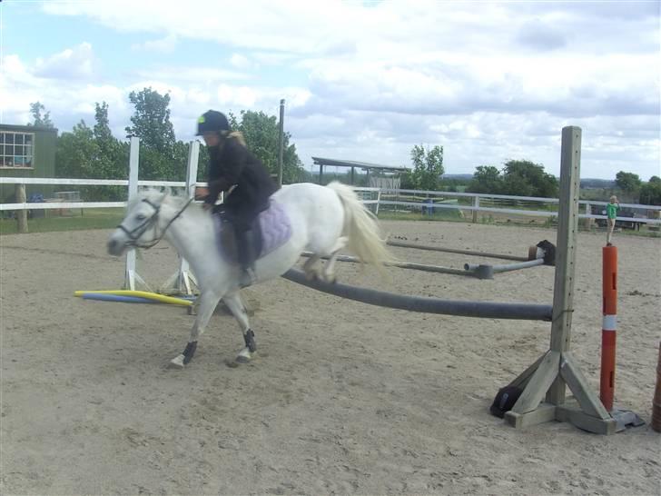 Welsh Pony (sec B) Pingo>R.I.P<savner dig † - også et billed fra min ven  fotto: lene (vendines mor) billede 9