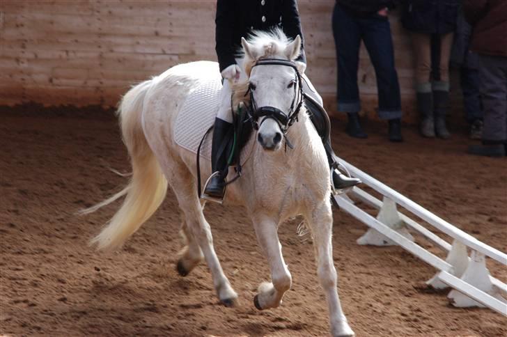 Welsh Pony (sec B) Pingo>R.I.P<savner dig † - Her er vi også i sving med et dressur program             foto:ved ikk billede 10