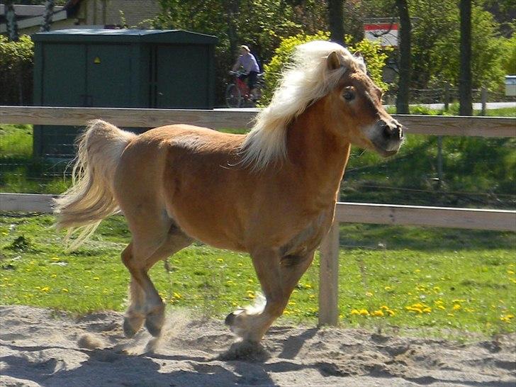 Shetlænder Frode (: *SOLGT OG SAVNES!!!!* - (: billede 10