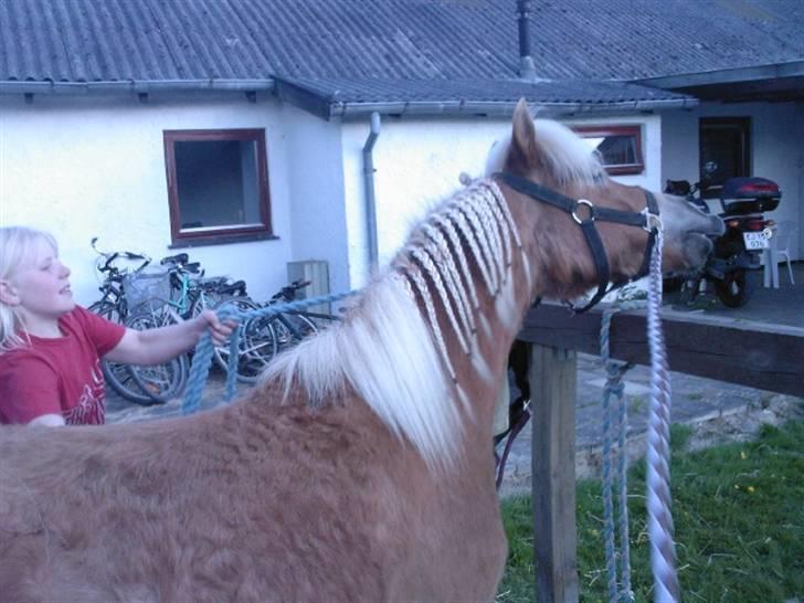 Shetlænder Frode (: *SOLGT OG SAVNES!!!!* - (-: billede 11