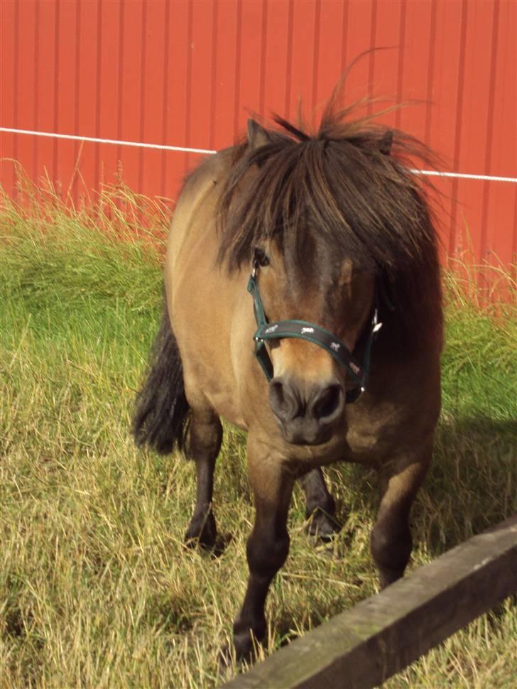 Shetlænder Laban billede 7