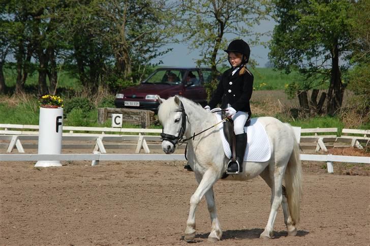 Welsh Pony (sec B) Pingo>R.I.P<savner dig † - Her jeg til dressurstævne i Ringsted.   foto: tror jannie billede 11