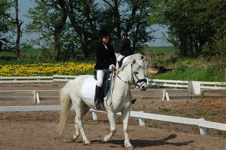 Welsh Pony (sec B) Pingo>R.I.P<savner dig † - Dressurstævne i Ringsted.     foto: tror jannie billede 12
