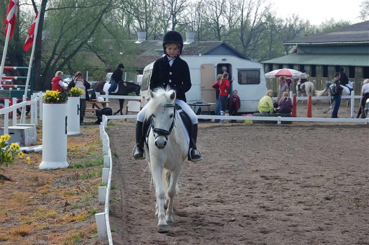 Welsh Pony (sec B) Pingo>R.I.P<savner dig † - Dressurstævne i Ringsted.han gav mig en første plads billede 13