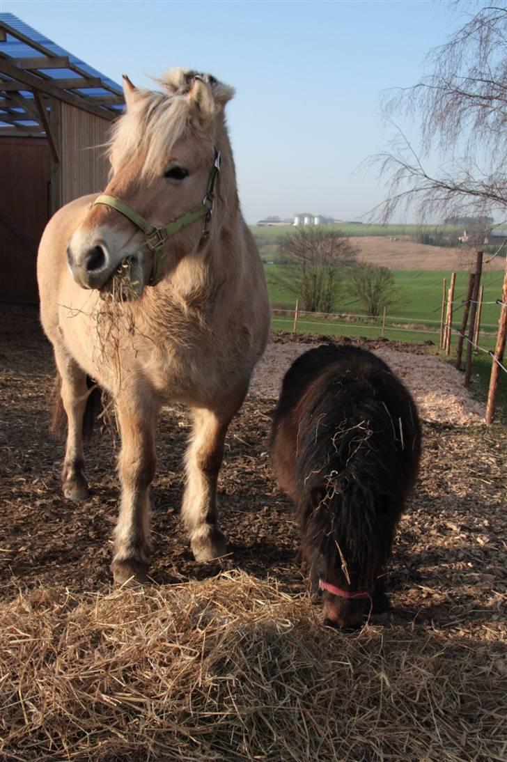 Anden særlig race asta - oliver og asta  billede 8