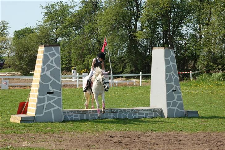 Welsh Pony (sec B) Pingo>R.I.P<savner dig † - Pingo og jeg springer mur til stævne i Ringsted.det var så hyggeligt men det er slut nu billede 14
