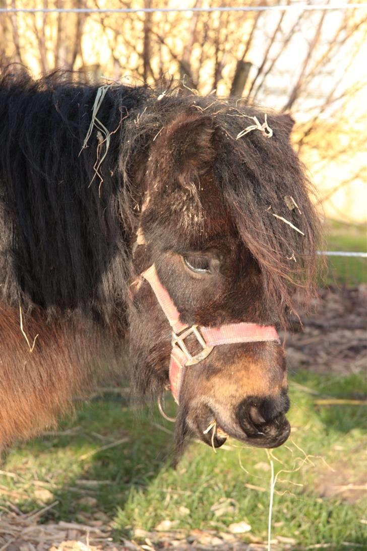 Anden særlig race asta - ihhh det kilder billede 9