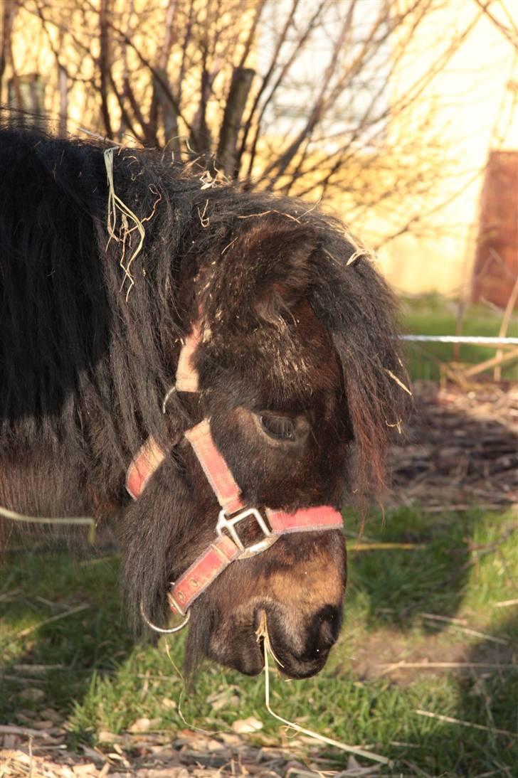 Anden særlig race asta - tygge tygge tygge med min store vinter pels billede 10