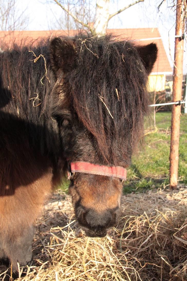 Anden særlig race asta - hvor sød kan man ikke være  billede 11