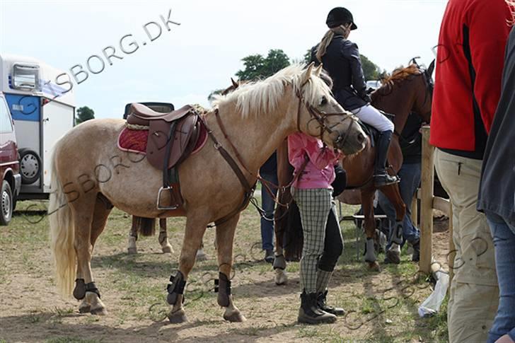 Palomino Max Motor  billede 17