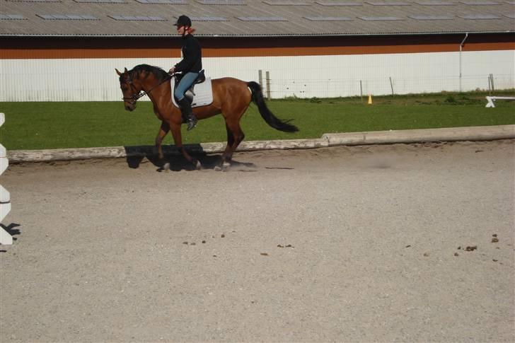 Arabisk fuldblod (OX) a/g's Perfect Boye"SOLGT" - så galompere vi (:  2008 - På vittrupefterskole billede 5