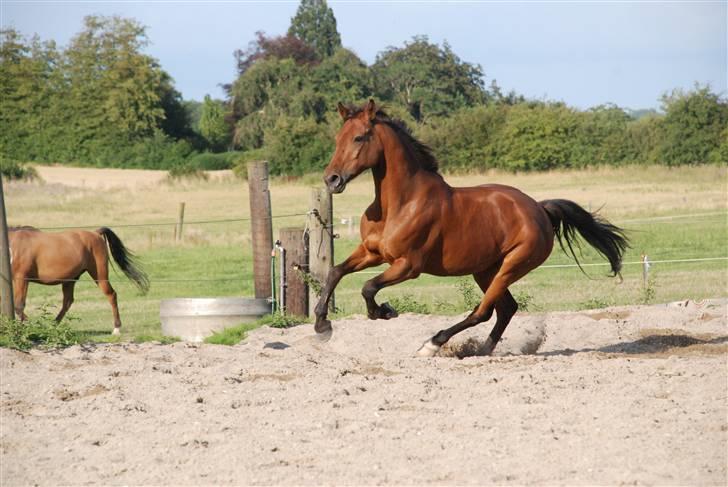 Connemara Søstholm Rapsody - A Pony - Raps til fotograf ved Line A :) billede 14