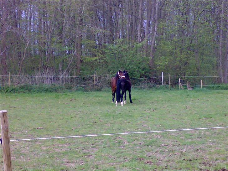 Connemara Søstholm Rapsody - A Pony - Rapsody og Buster hygger på marken:) Maj 08 billede 15