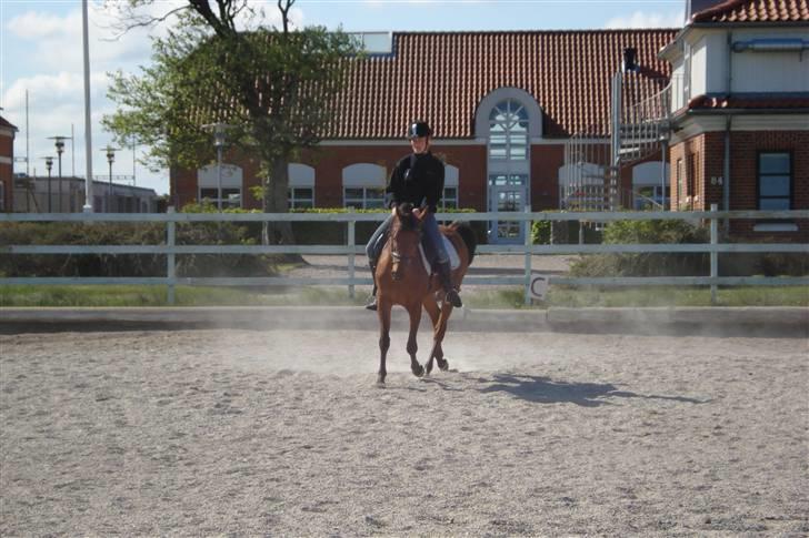 Arabisk fuldblod (OX) a/g's Perfect Boye"SOLGT" - og igen på Vittrupefterskole ^^ billede 6