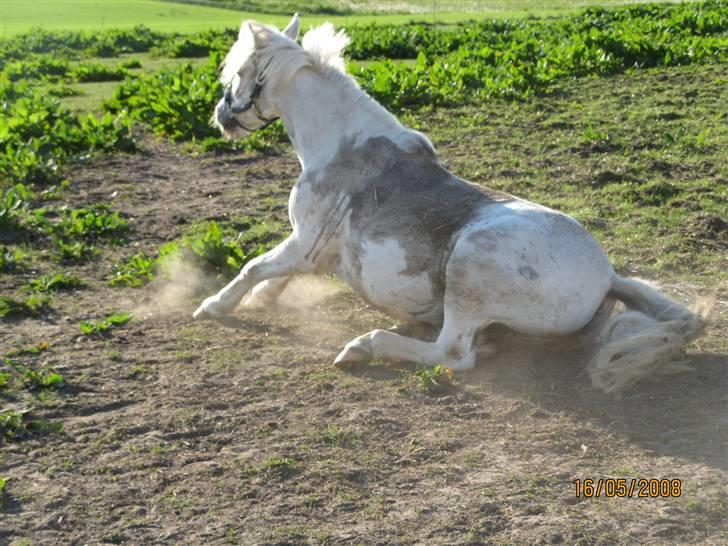 Anden særlig race Gameboy <3 *solgt* /: - Haha , cirkus pony :´D foto : mig. billede 16