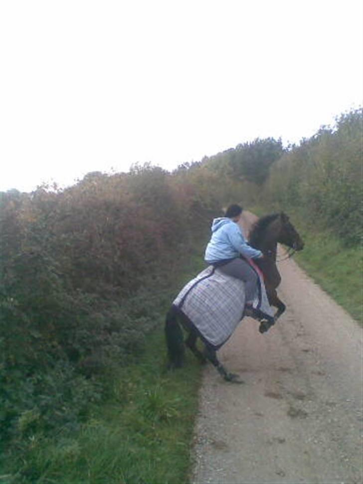 Connemara Søstholm Rapsody - A Pony - Raps laver spilopper på tur. Eva tog et billede med mobilen :) billede 16