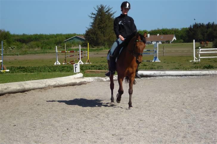 Arabisk fuldblod (OX) a/g's Perfect Boye"SOLGT" - 2008 træning på efterskolen billede 7