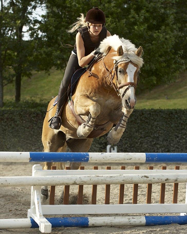 Tyroler Haflinger Wildberg/ Victor - velkommen til Viggo´s profil.. springning billede 1