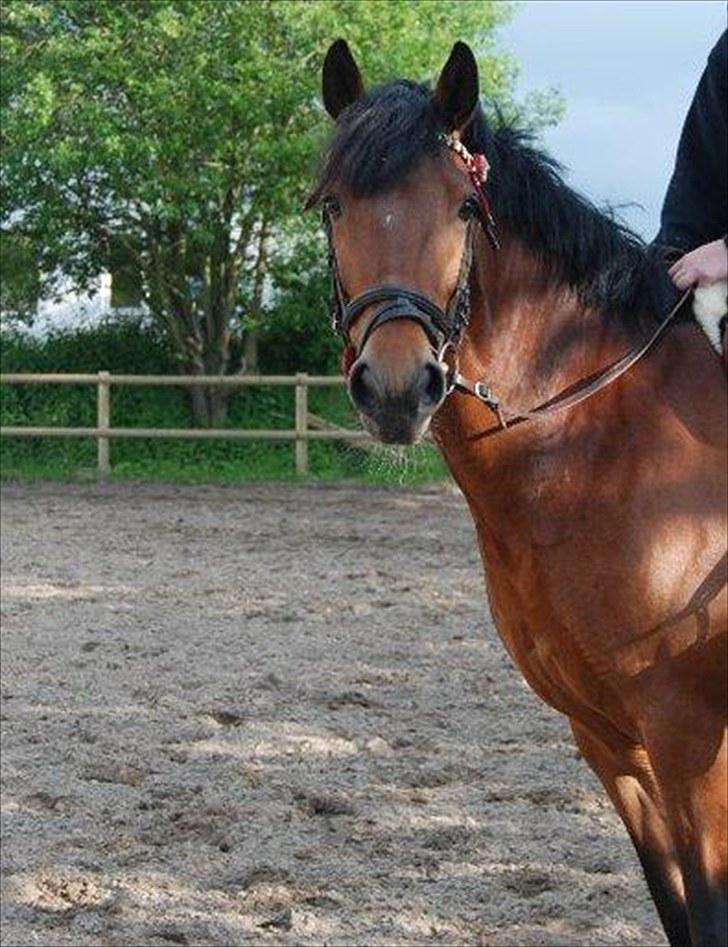 Connemara Torps Melanie  - : )  billede 1