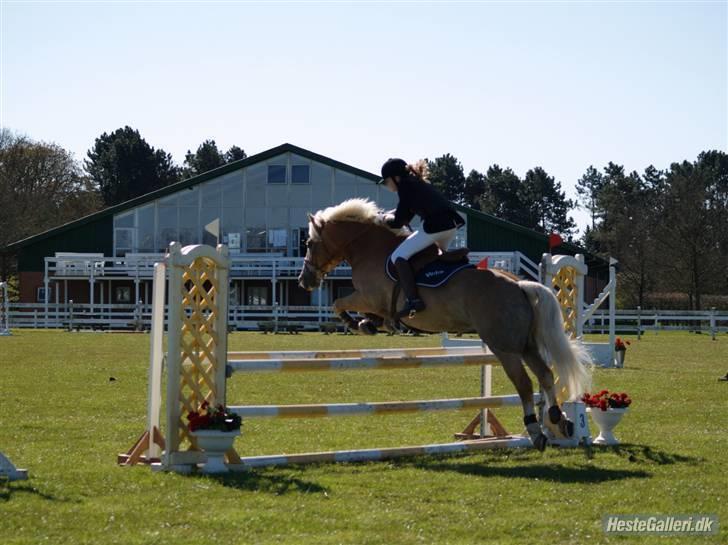Tyroler Haflinger Wildberg/ Victor - Igen SIV.. Foto: Mias far billede 4