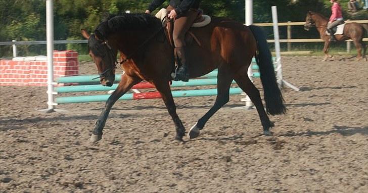 Connemara Torps Melanie  - Dressur træning,  billede 2