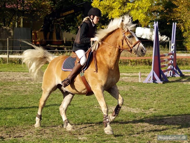 Tyroler Haflinger Wildberg/ Victor - Ja smukke drengen i første LA, og self. fejlfrie! billede 5