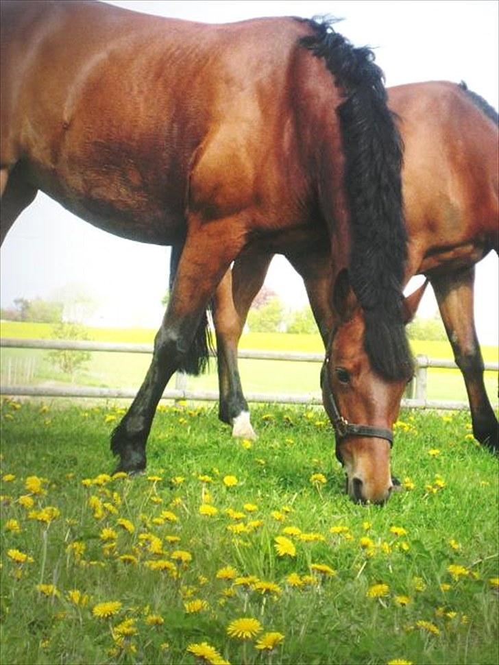 Connemara Torps Melanie  billede 4