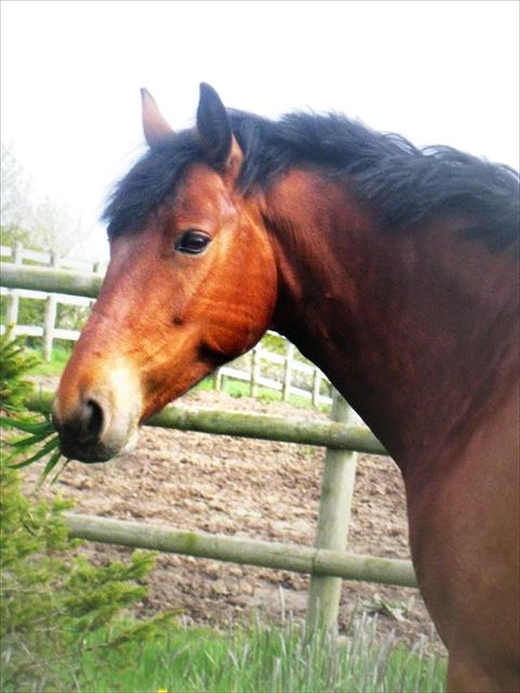 Connemara Torps Melanie  billede 6