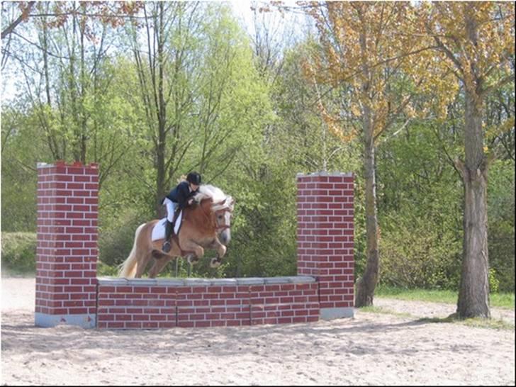 Tyroler Haflinger Wildberg/ Victor - På Vestegnen i vestegnspokalklassen, hvor vi blev nr. 3 !! Yubii billede 9