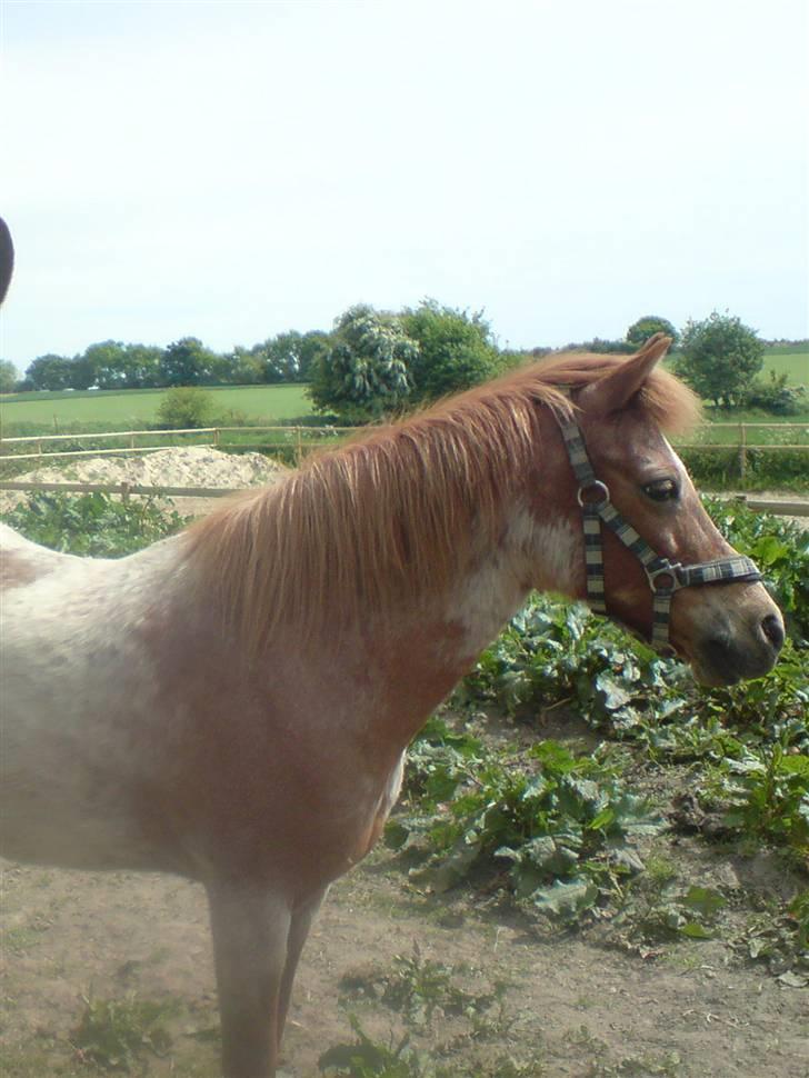 Welsh Pony (sec B) Bella billede 6