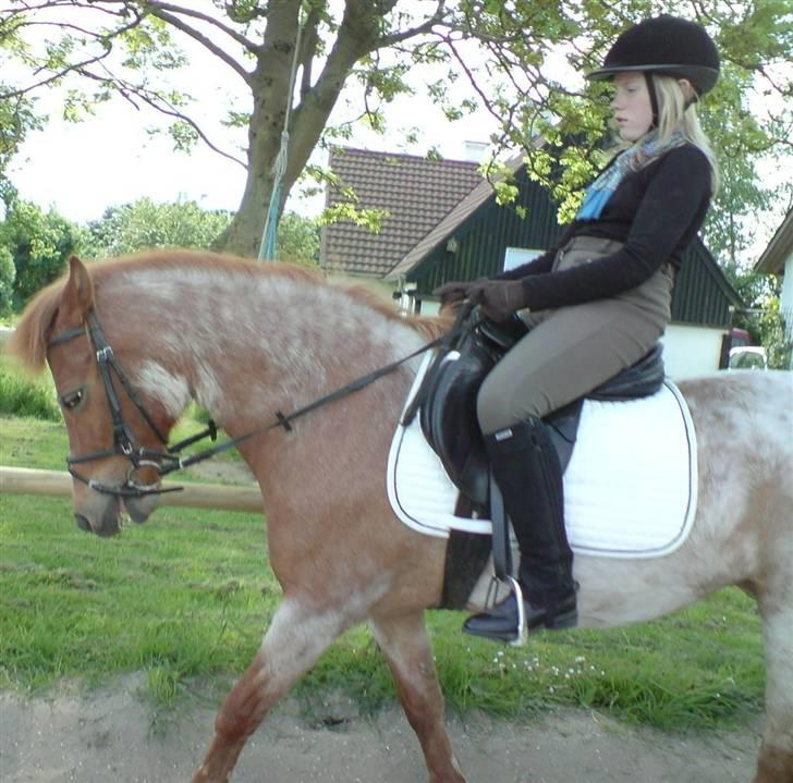 Welsh Pony (sec B) Bella - Therese rider på Bella - det var bella der lærte Therese at ride - Bella er her 23 år billede 8