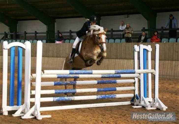 Tyroler Haflinger Wildberg/ Victor - fra højdespringning XD billede 11