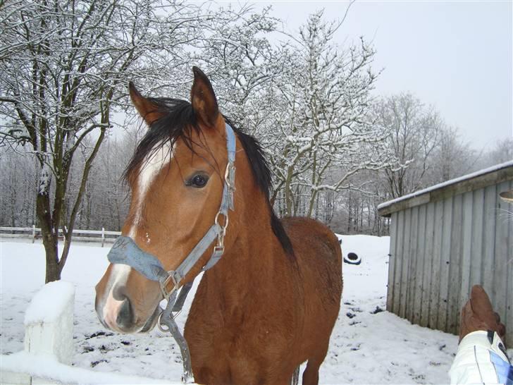 Arabisk fuldblod (OX) JB Sugar Ray !SOLGT! :-( - årh , du er så lækker sugar :-) billede 14