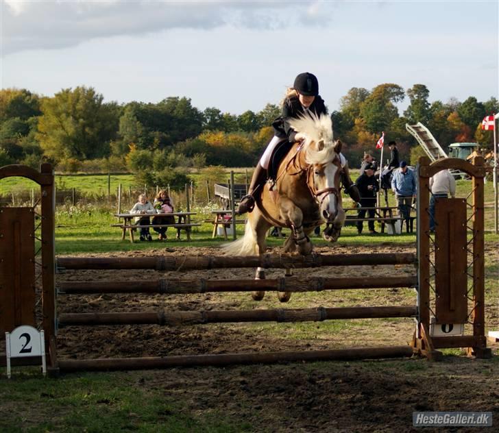 Tyroler Haflinger Wildberg/ Victor - Fra La igen :)  billede 16