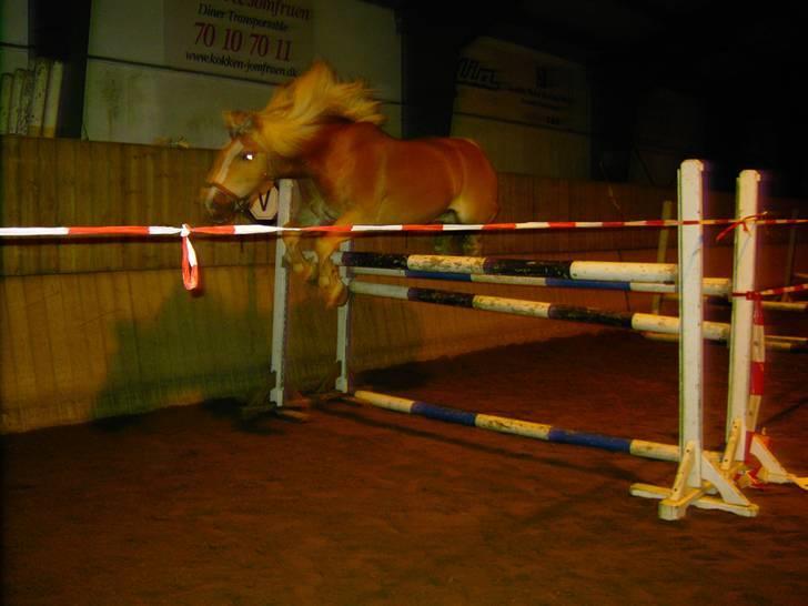 Tyroler Haflinger Wildberg/ Victor - Vicor løsspringer 1,25 :) billede 17