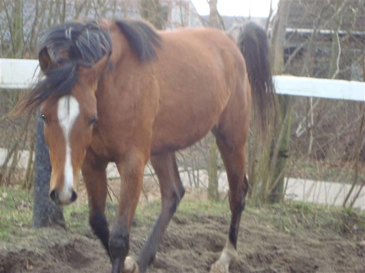 Arabisk fuldblod (OX) JB Sugar Ray !SOLGT! :-( - sødt billede 15