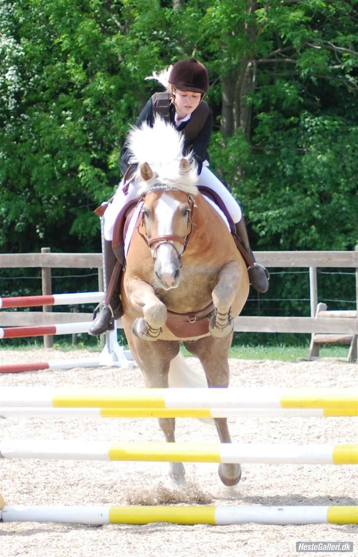 Tyroler Haflinger Wildberg/ Victor - Igen en hesteklasse fra ISR :) tror det er fra 90éren som vi blev nr. 4 i :) Foto: Berit billede 19