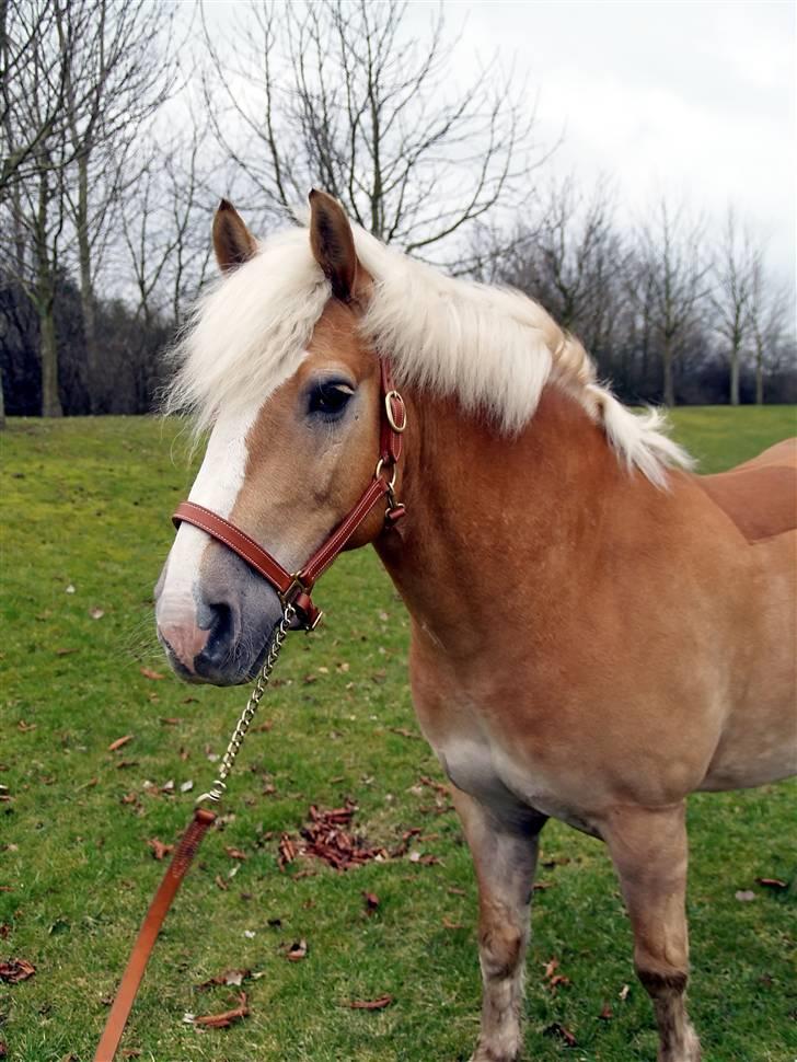 Tyroler Haflinger Wildberg/ Victor - Tak fordi i kiggede forbi! taget af mias far.. billede 20