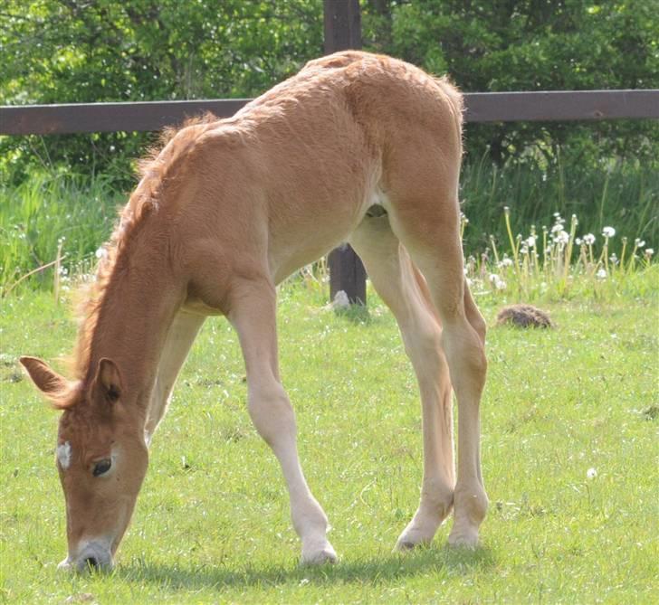 Frederiksborg Magic Star Light*SOLGT* - Taget den 17 Maj´ 08 fotograf : Betina Nielsen fra Starfoto.dk billede 15