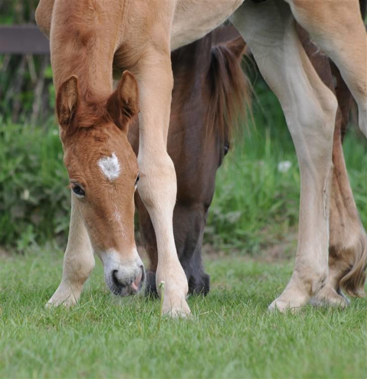 Frederiksborg Magic Star Light*SOLGT* - Taget den 17 Maj´ 08 fotograf : Betina Nielsen fra Starfoto.dk billede 16
