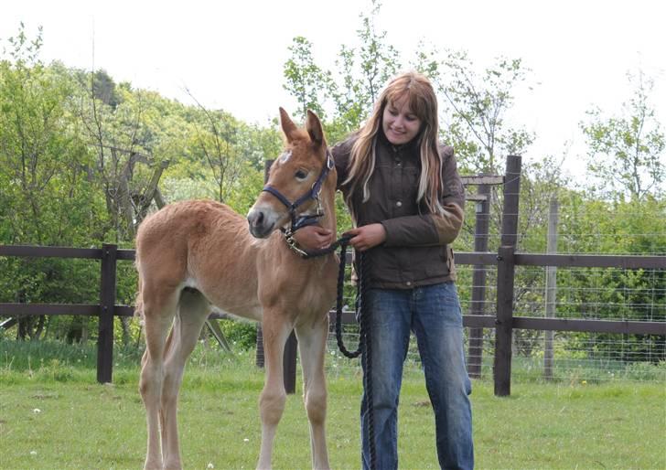 Frederiksborg Magic Star Light*SOLGT* - Magic og Jeg taget den 17 Maj ´08 fotograf ; Betina Nielsen fra Starfoto.dk billede 17