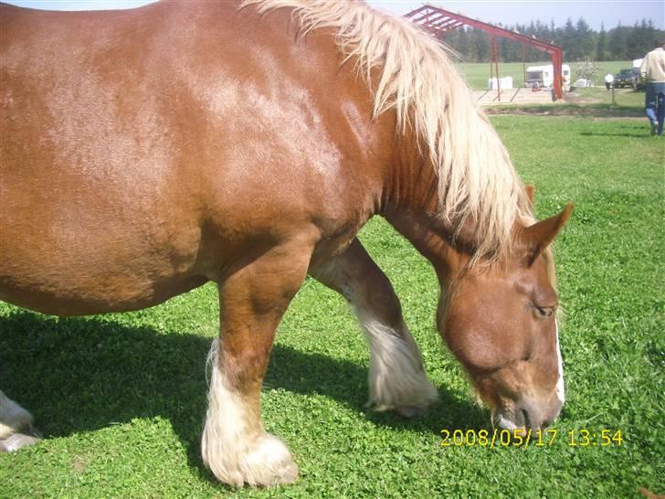 Jyde Silvia - : foto miig billede 3