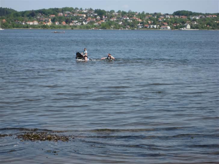 Anden særlig race Lucas - SOLGT billede 11