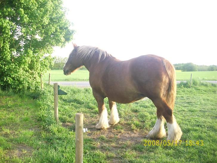 Jyde Silvia - : foto miig billede 4