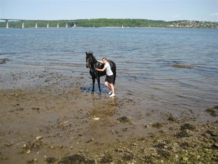 Anden særlig race Lucas - SOLGT billede 12
