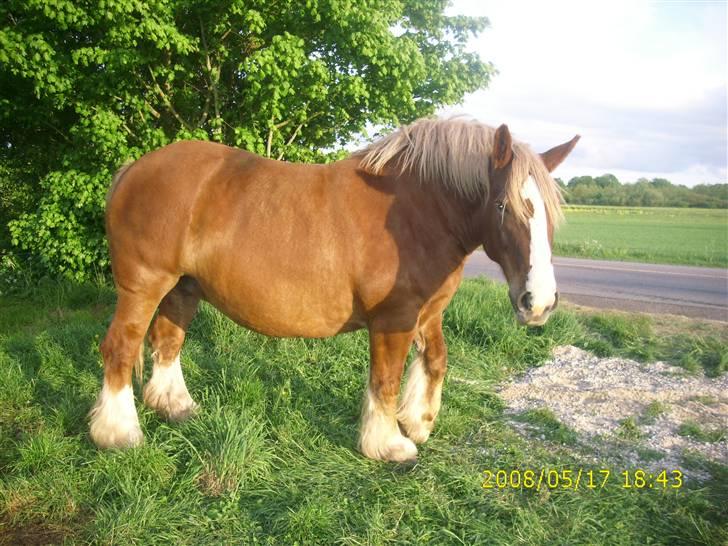 Jyde Silvia - : foto miig billede 5