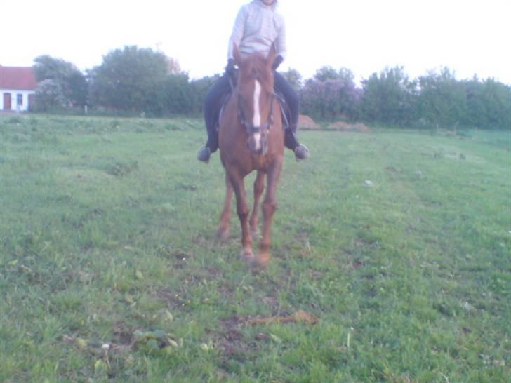 Dansk Varmblod Cherri *R.I.P* billede 16