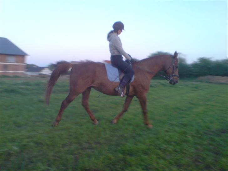 Dansk Varmblod Cherri *R.I.P* billede 17